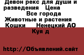 Девон рекс для души и разведения › Цена ­ 20 000 - Все города Животные и растения » Кошки   . Ненецкий АО,Куя д.